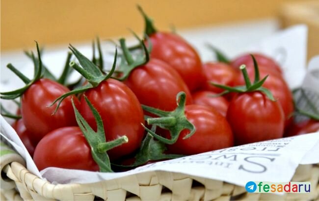 Помидоры Sanatech Seed Sicilian Rouge с высоким содержанием ГАМК
