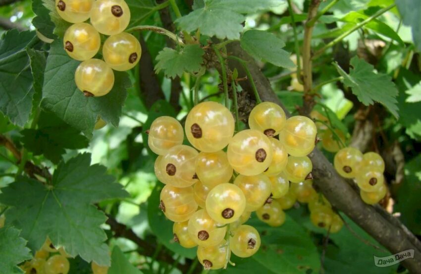 Белая Смоляниновой