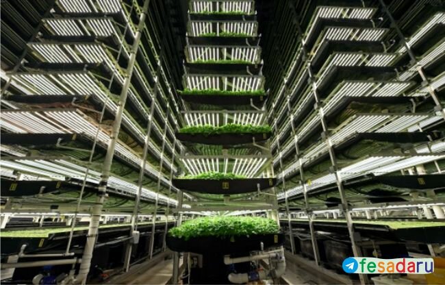 Стеллажи вертикального выращивания AeroFarms, в Ньюарке, штат Нью-Джерси
