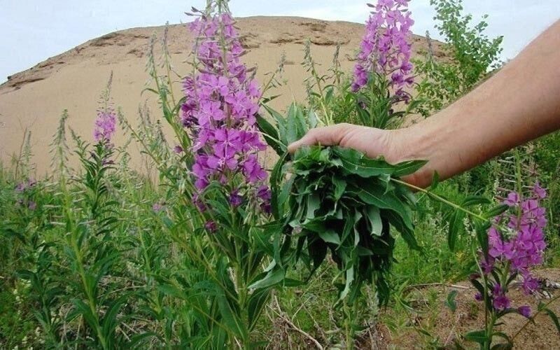 Чем полезен иван–чай для человека