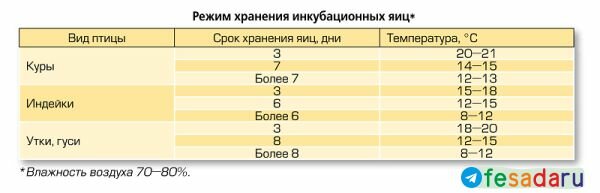 Режим хранения инкубационных яиц Режим хранения инкубационных яиц