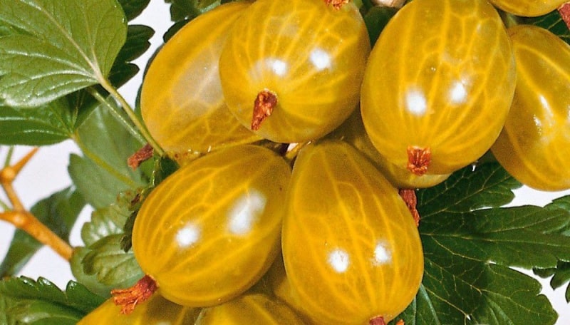крыжовник Русский жёлтый