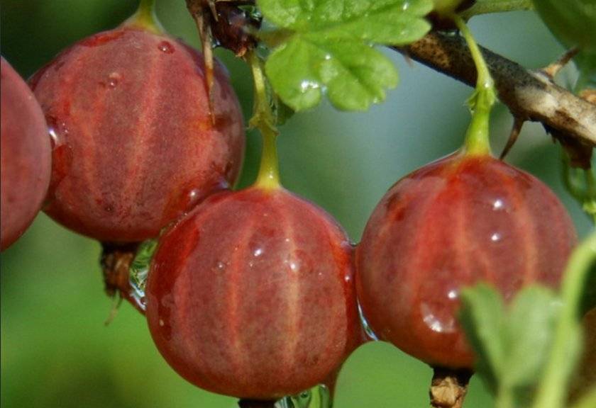 крыжовник Северный капитан