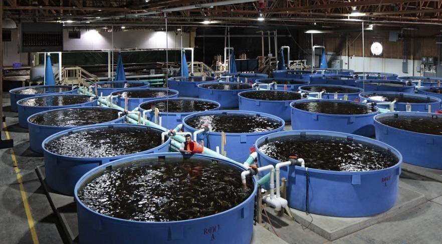 Новые экологические и высокопродуктивные замкнутые рыбоводные системы