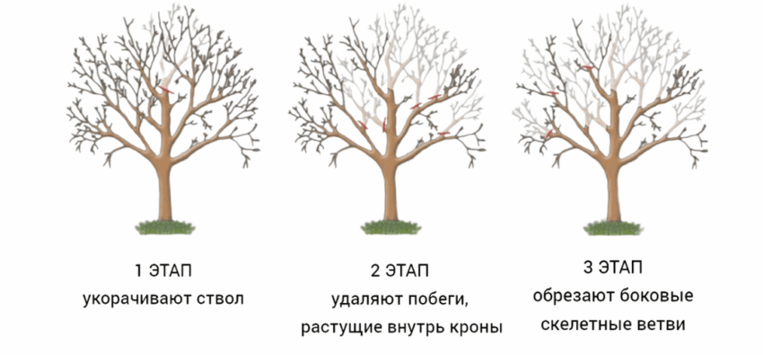 Омолаживающая обрезка яблони