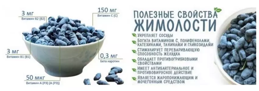 Полезные свойства жимолости