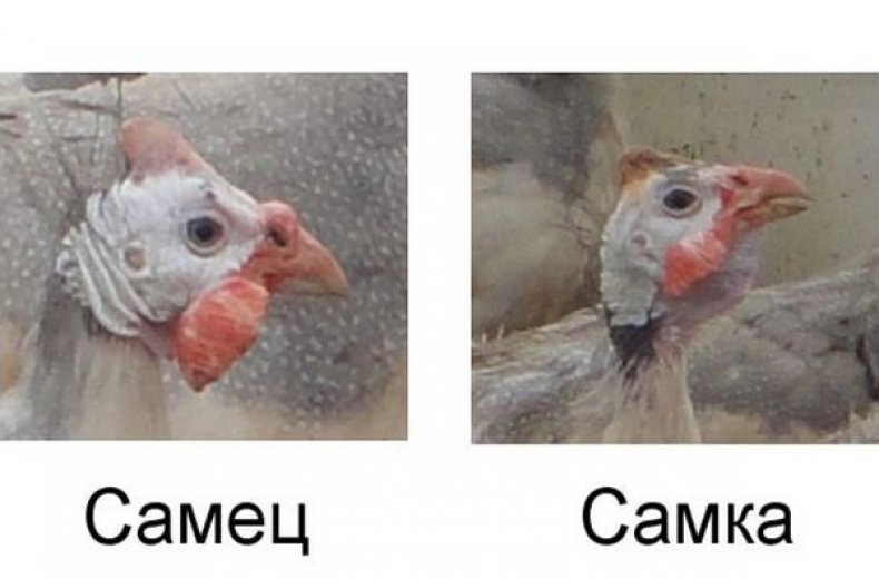 Серёжки у цесарок