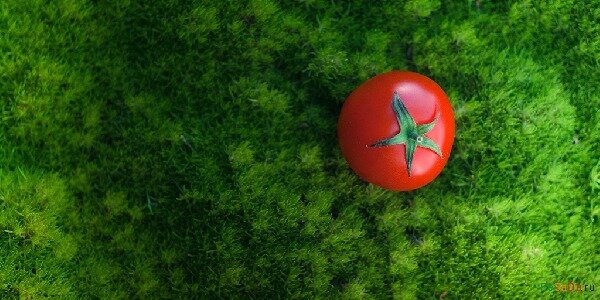 Натюрморт с новозеландской помидоркой