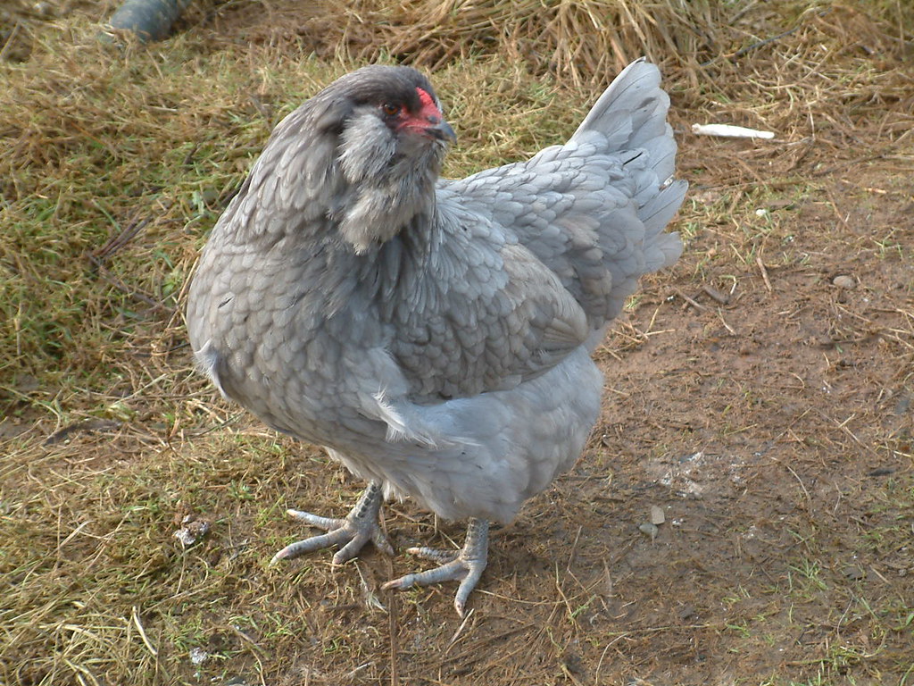 курица породы Амераукана