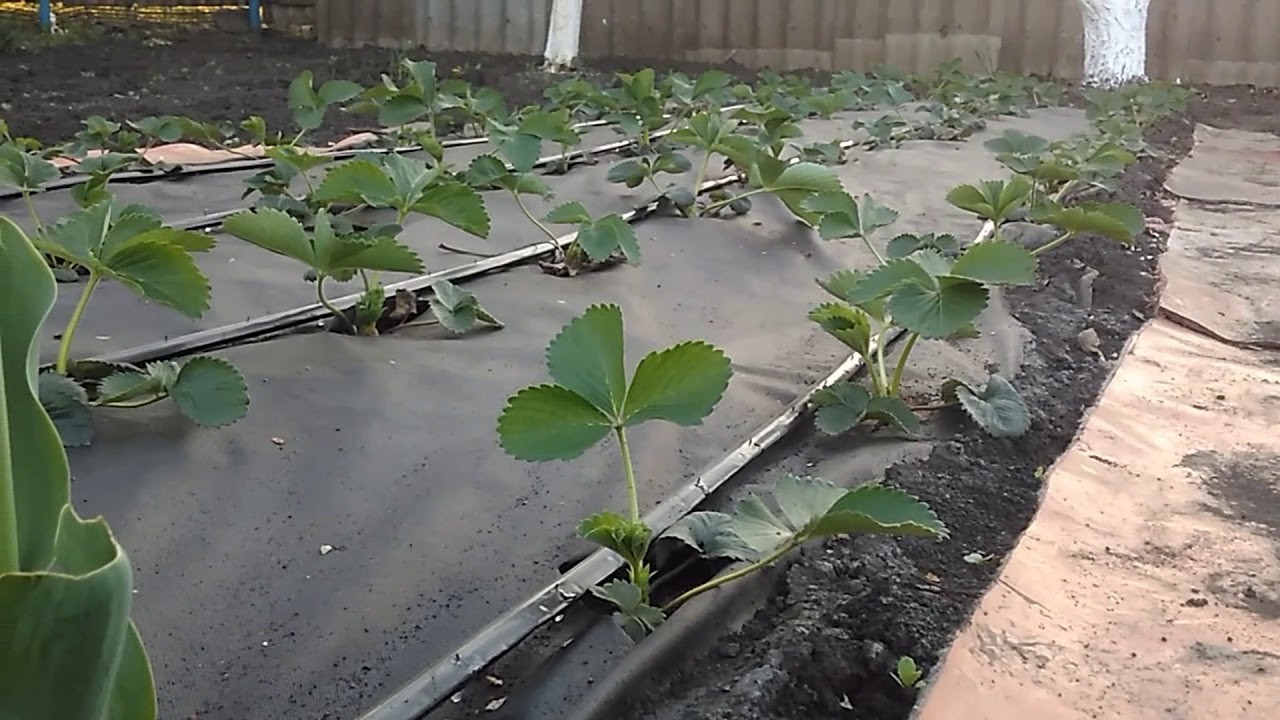 Капельный полив клубники