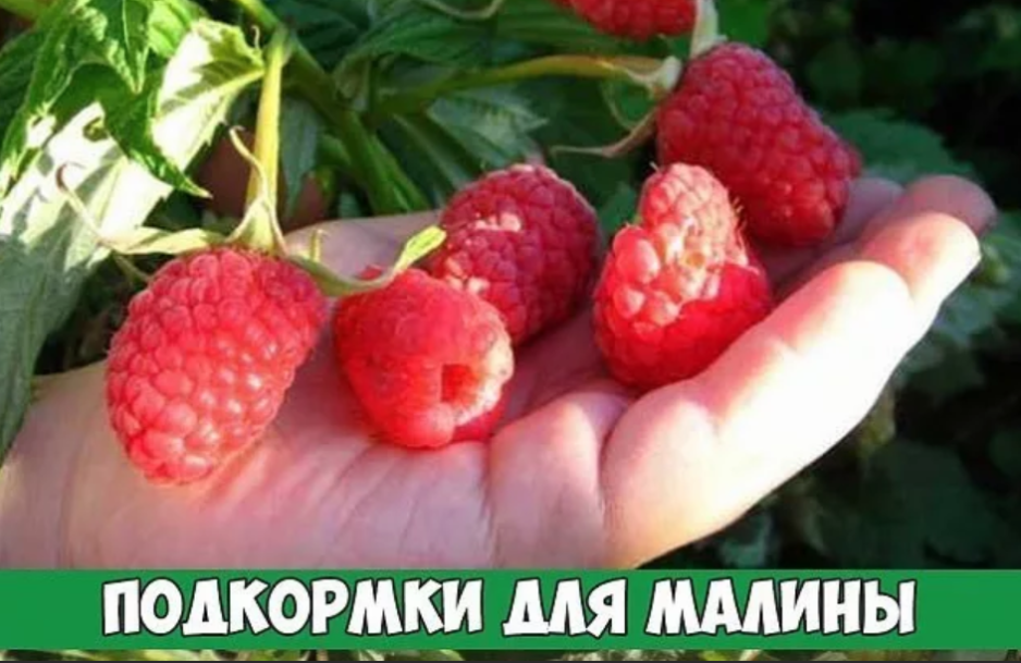Осенняя подкормка малины