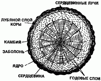 Строение ствола яблони
