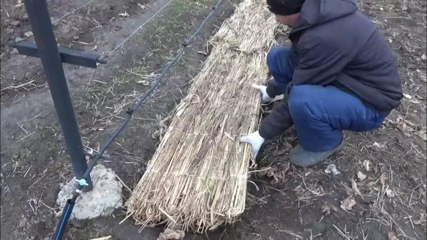 Зимнее укрытие для молодого винограда
