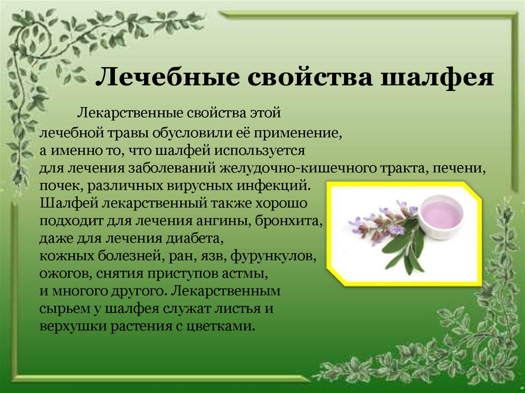 От чего помогает шалфей