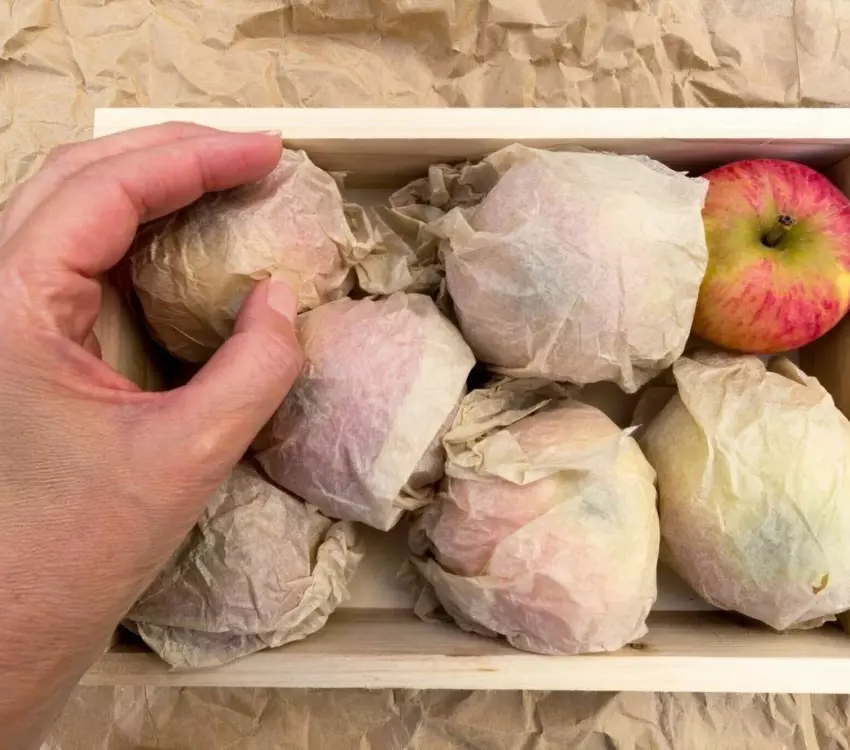 как дольше сохранить свежие яблоки