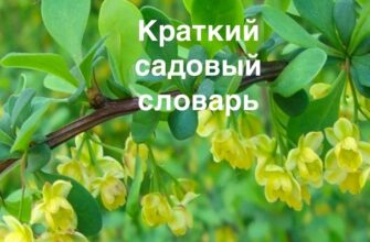 садовый словарь