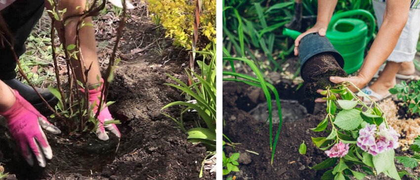 Посадка гортензии в саду